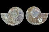 Agate Replaced Ammonite Fossil - Madagascar #169002-1